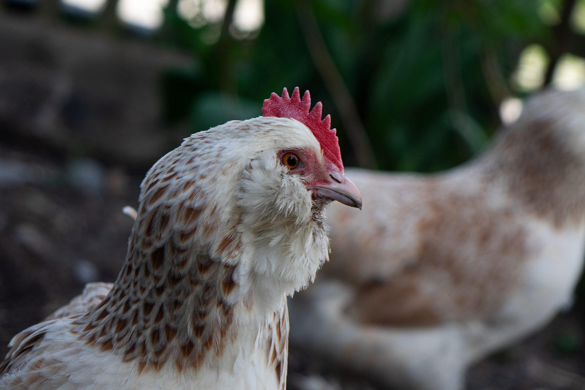 Huhn