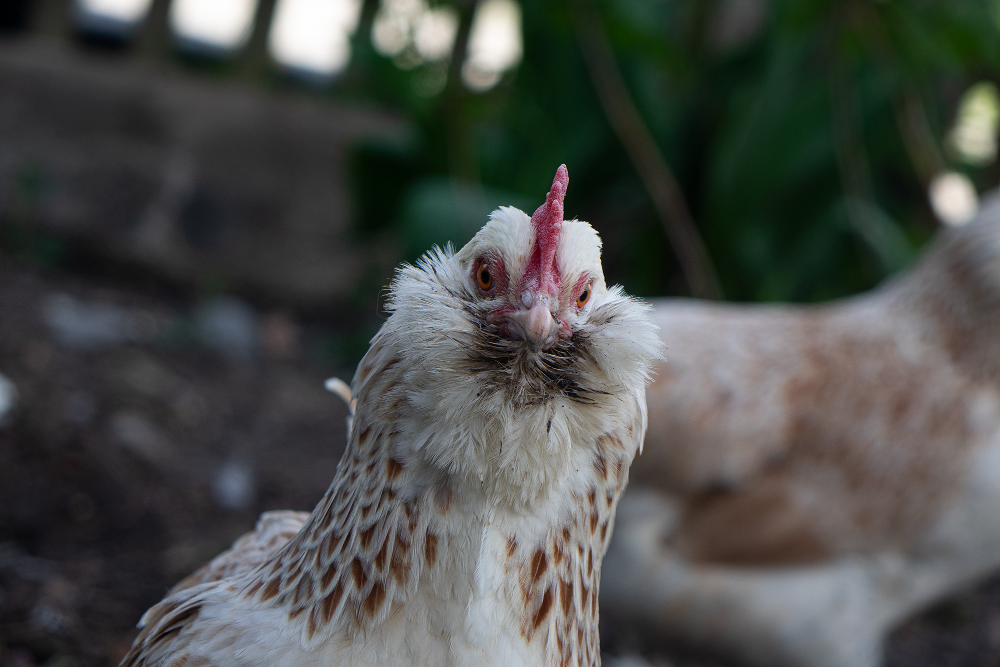Huhn