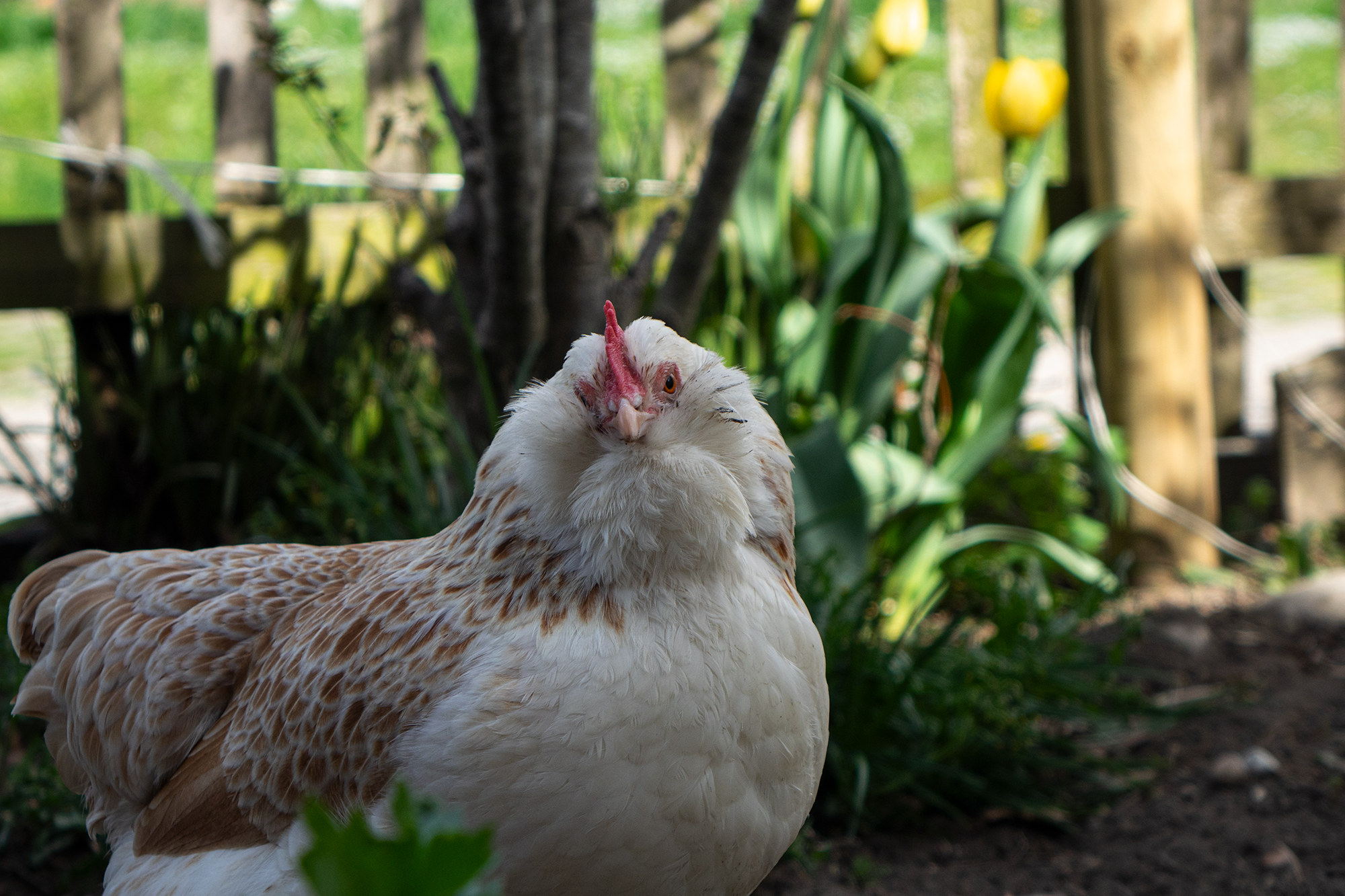Huhn