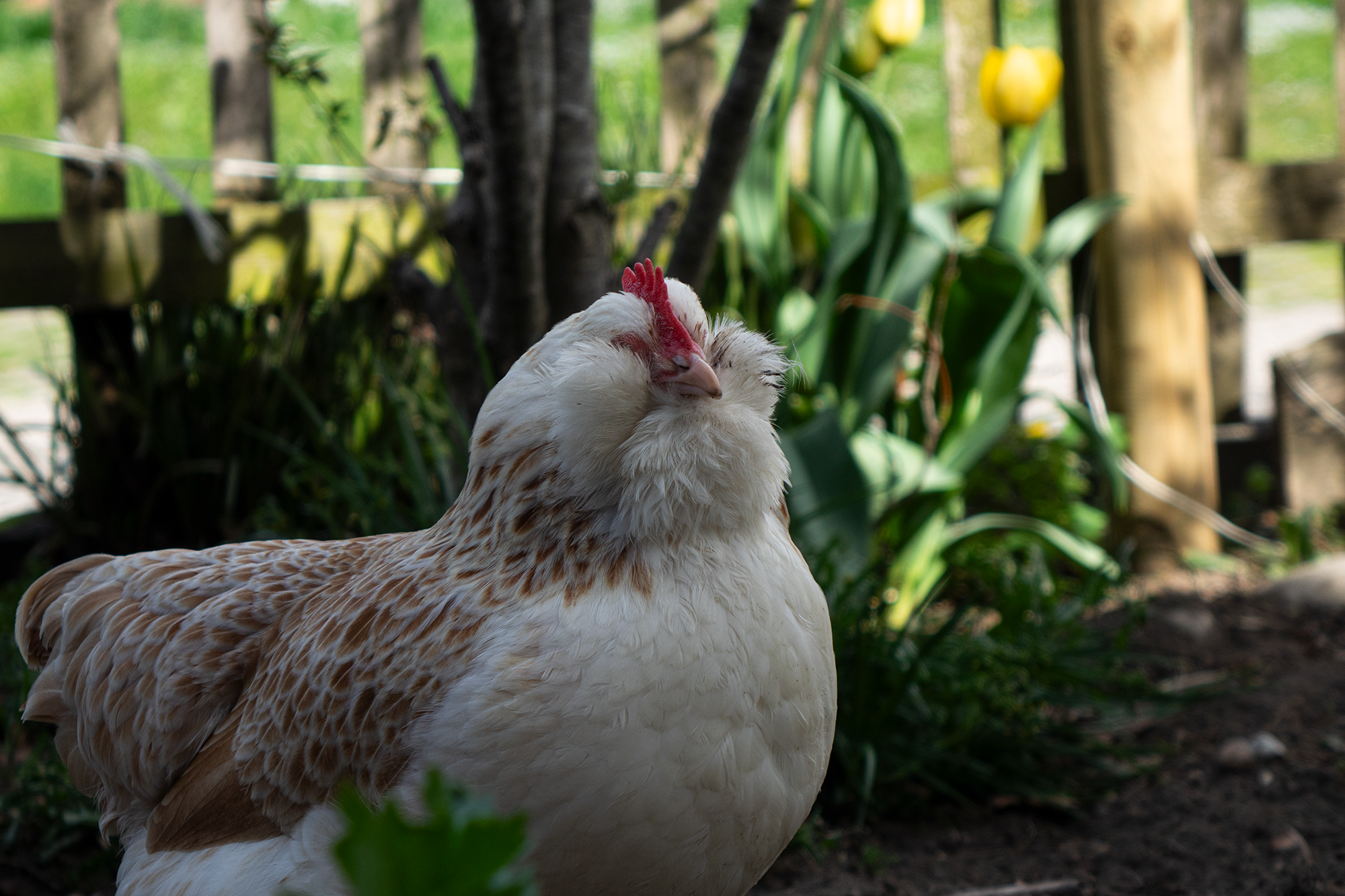 Huhn