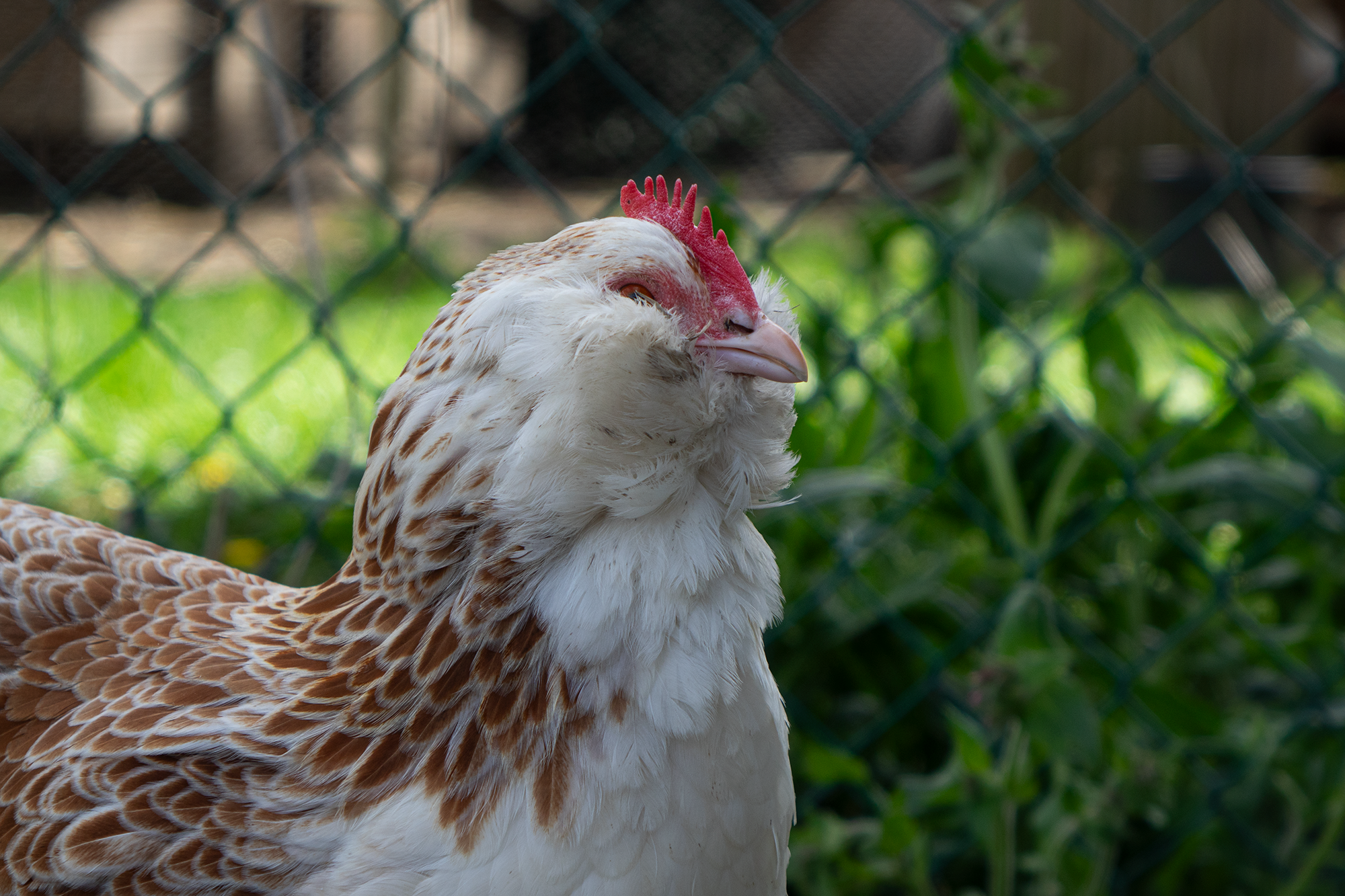 Huhn
