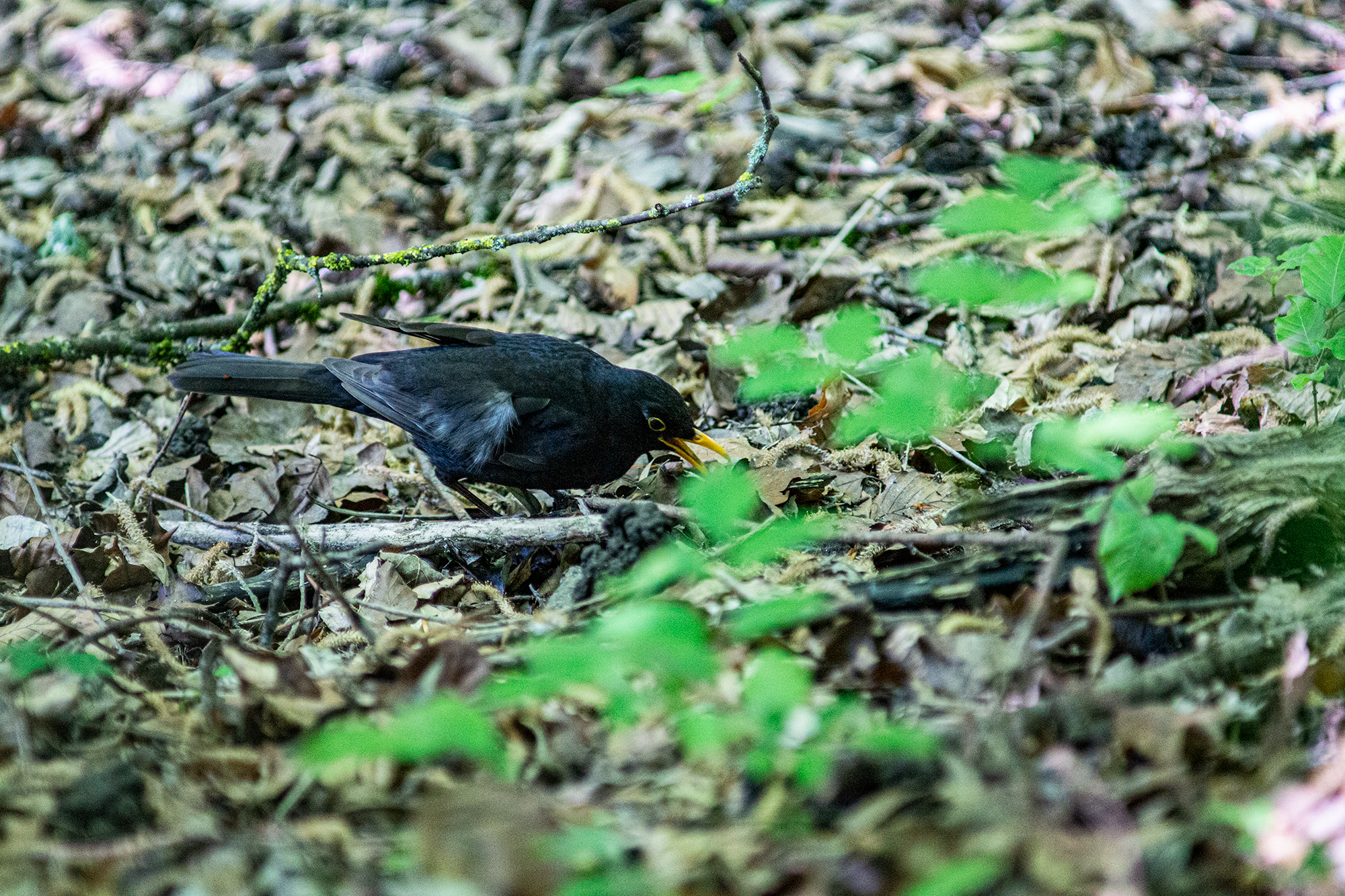 Amsel