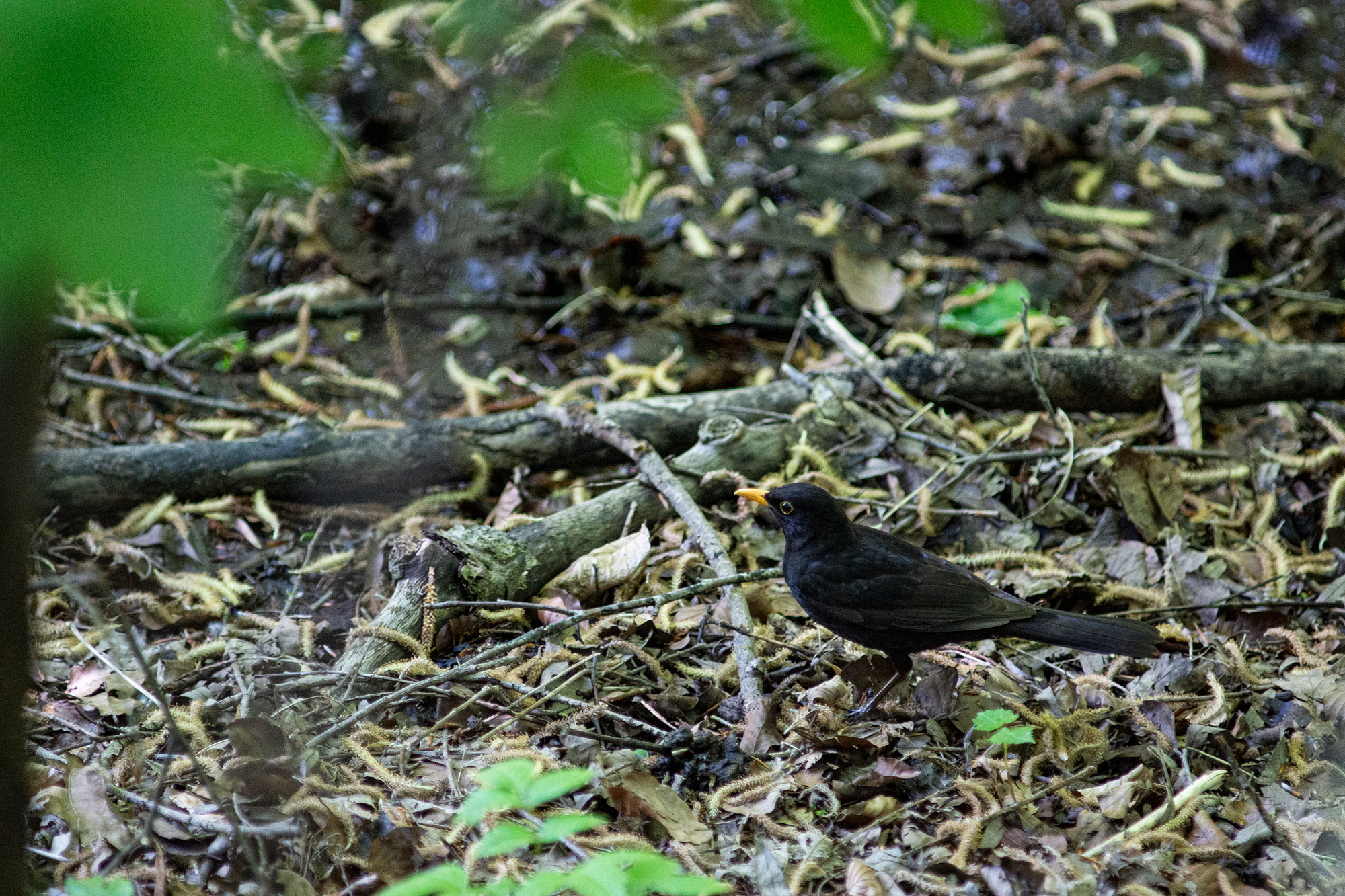 Amsel