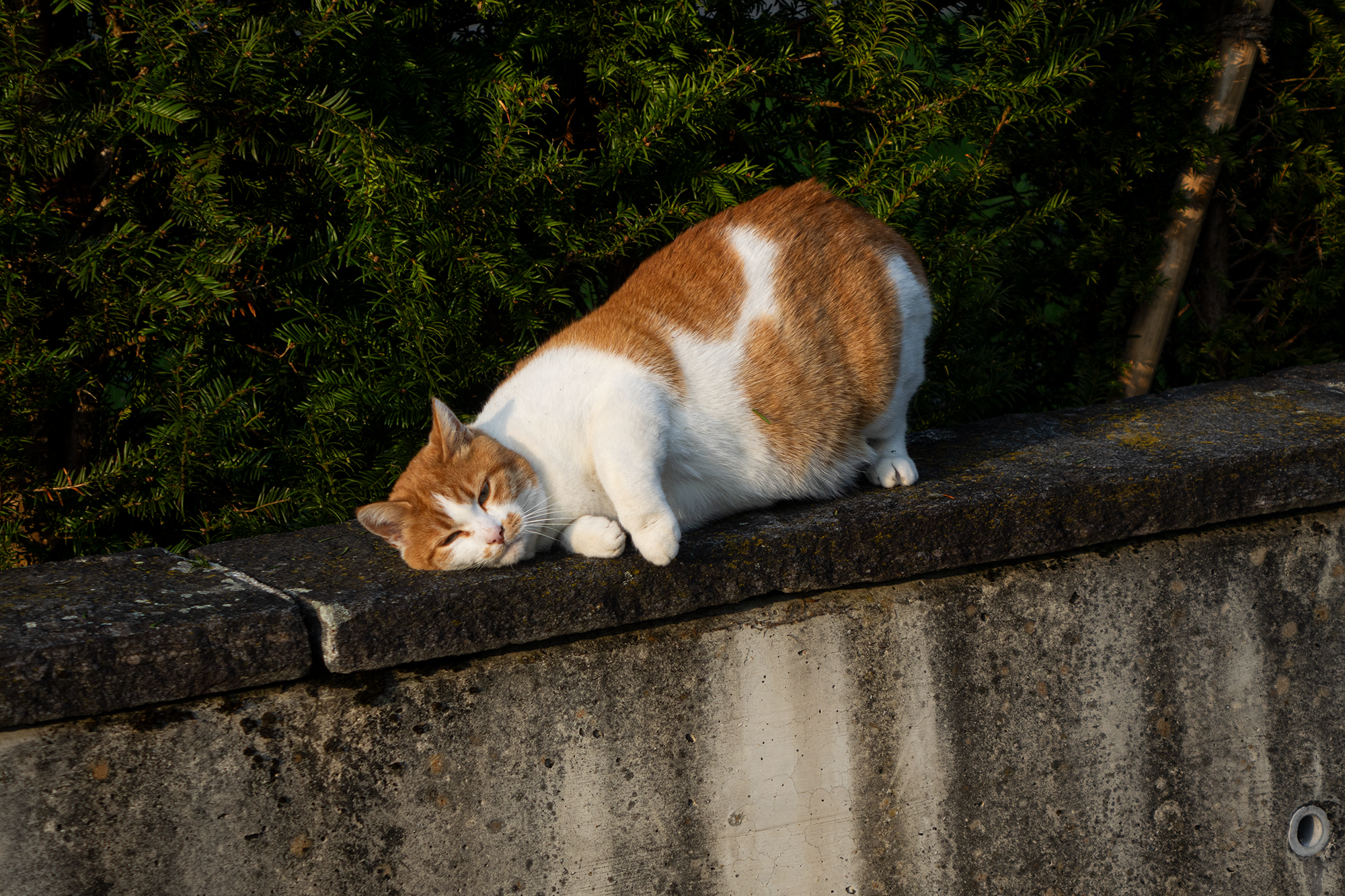 dicke Katze