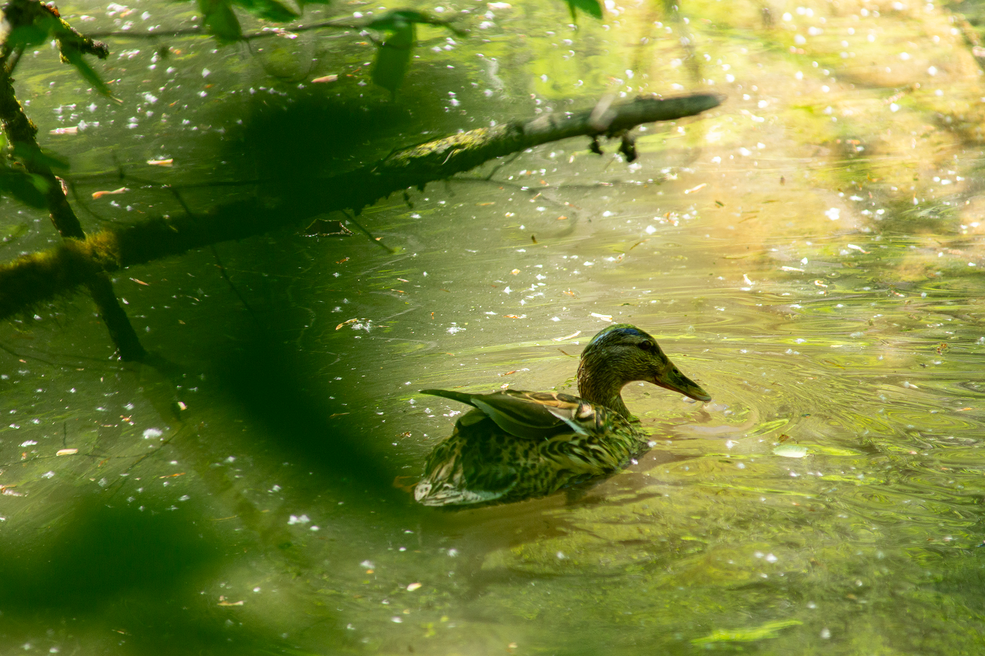 Ente