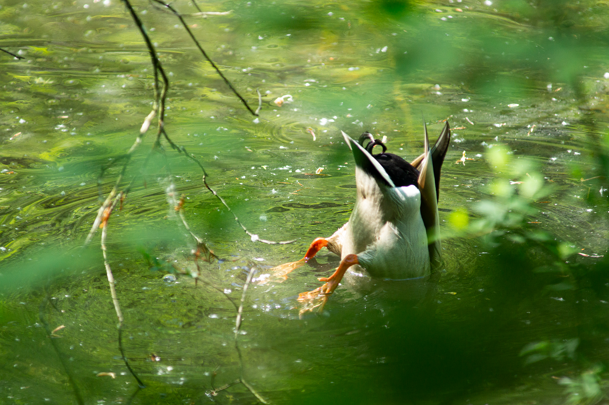 Ente