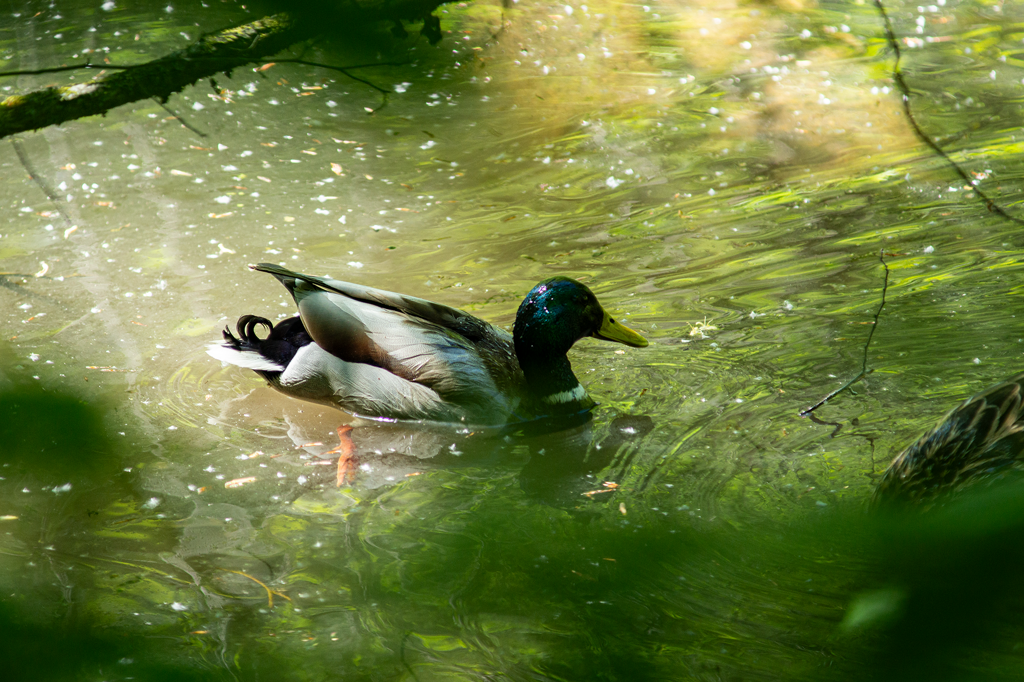 Ente