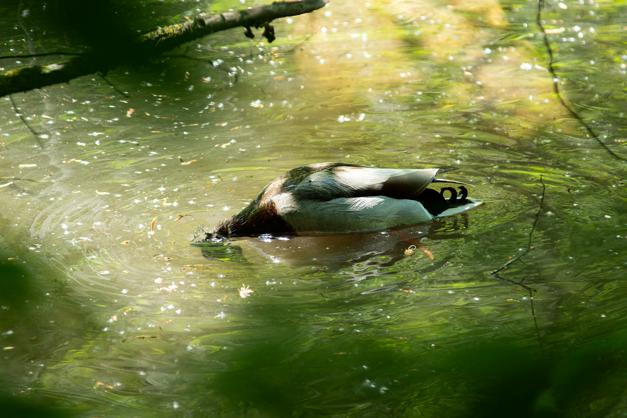 Ente